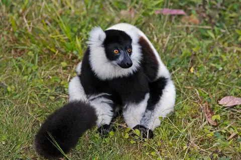 Black-and-white Ruffed Lemur