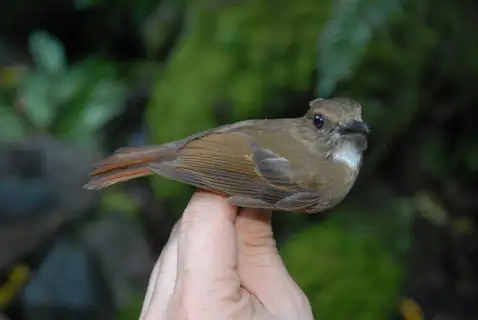 White-throated Jungle Flycatcher