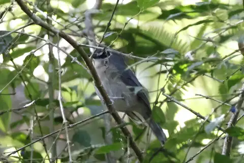 Slaty-backed Jungle Flycatcher