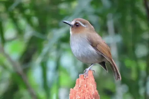 Eyebrowed Jungle Flycatcher