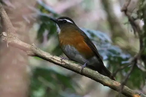White-browed Jungle Flycatcher