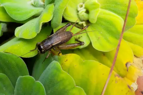 Velarifictorus arisanicus