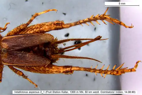 Velarifictorus aspersus