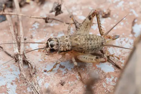 Velarifictorus flavifrons
