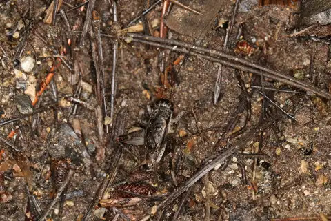 Velarifictorus grylloides