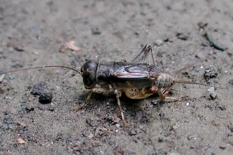 Japanese Burrowing Cricket