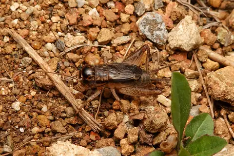 Velarifictorus ornatus