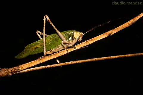 Vellea cruenta