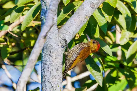 Red-stained Woodpecker