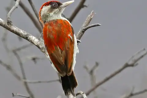 Scarlet-backed Woodpecker
