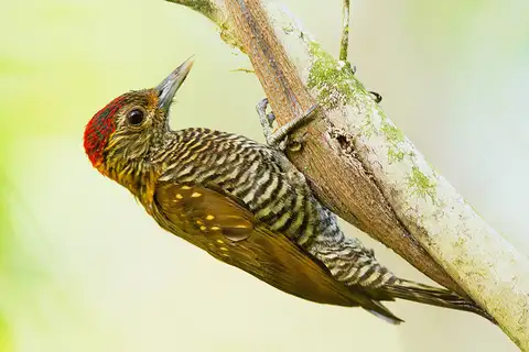 Golden-collared Woodpecker