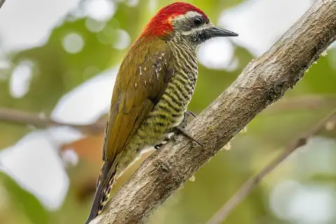 Yellow-vented Woodpecker