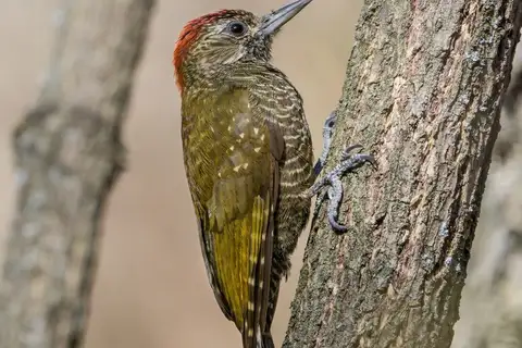 Dot-fronted Woodpecker