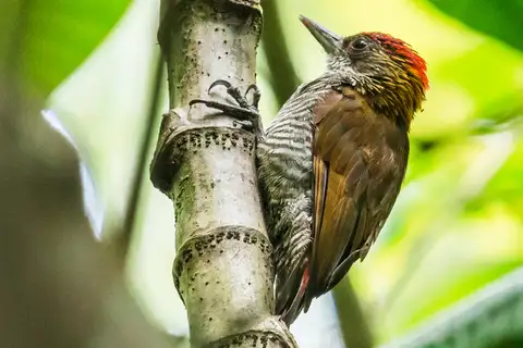 Red-rumped Woodpecker