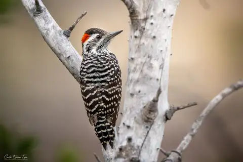 Striped Woodpecker