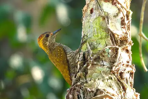 Yellow-eared Woodpecker