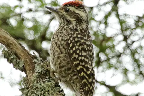 Checkered Woodpecker