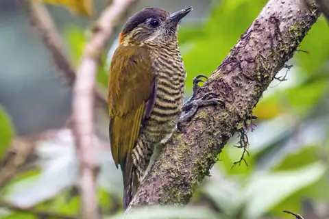Bar-bellied Woodpecker