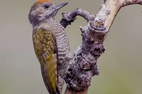 Little Woodpecker