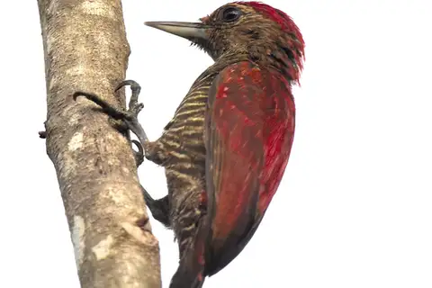 Blood-colored Woodpecker