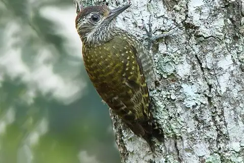 White-spotted Woodpecker