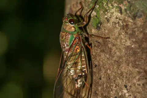 Frog Cicada