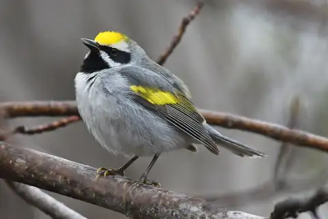 Golden-winged Warbler