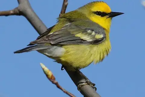Blue-winged Warbler