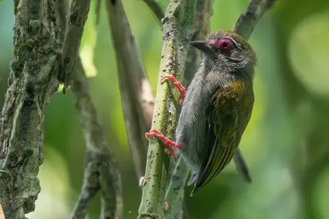 African Piculet