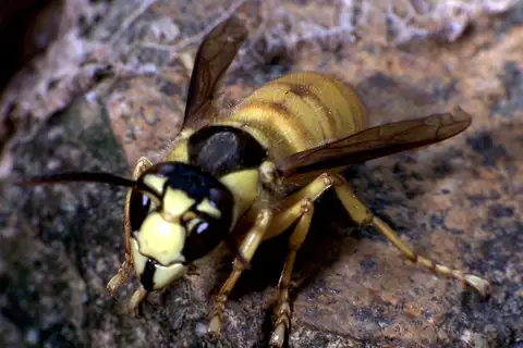 Black Shield Hornet