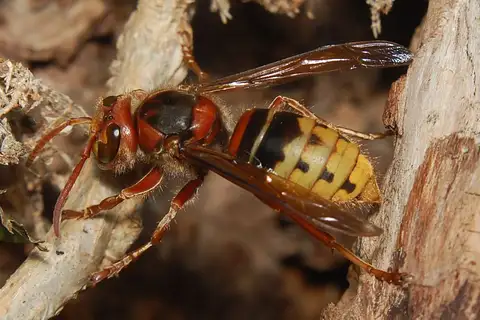 European Hornet