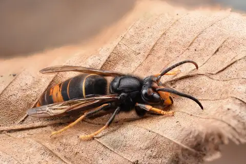 Yellow-legged Hornet