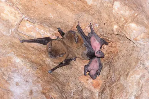 Finlayson's Cave Bat