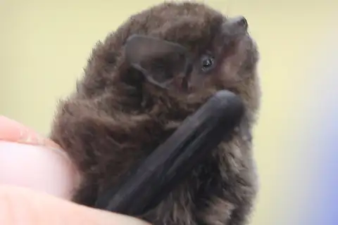 Eastern Forest Bat