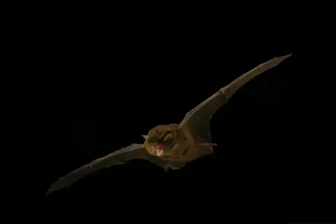 Southern Forest Bat