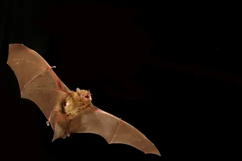 Eastern Cave Bat