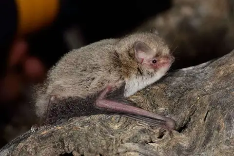 Little Forest Bat