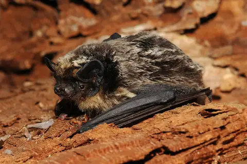 Particoloured Bat