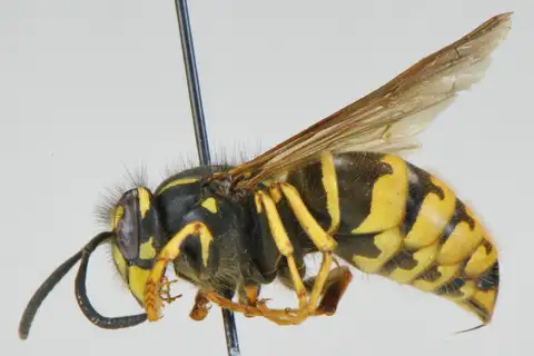 American Yellowjacket