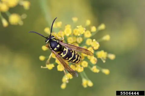 Prairie Yellowjacket