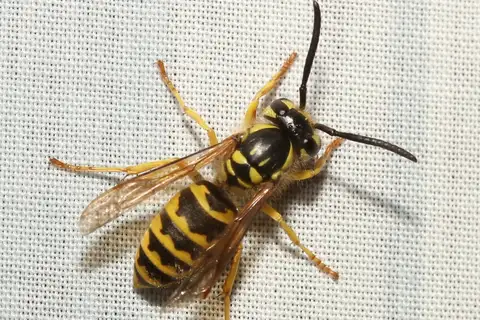 Downy Yellowjacket
