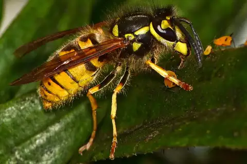 German Yellowjacket
