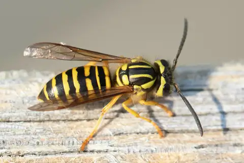 Southern Yellowjacket