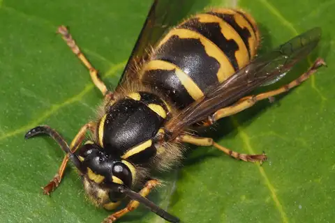 Common European Yellowjacket
