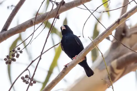 Cameroon Indigobird