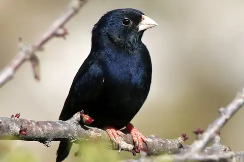 Village Indigobird
