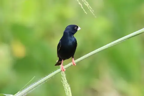 Zambezi Indigobird