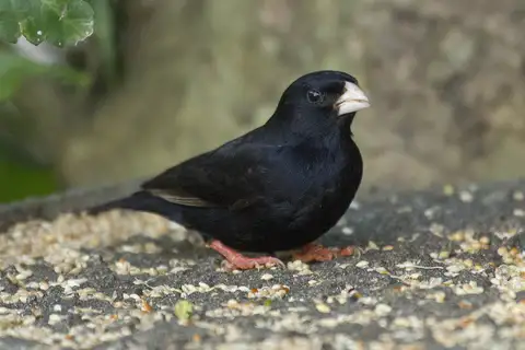 Dusky Indigobird