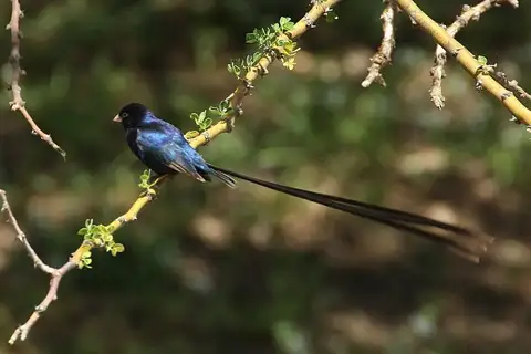 Steel-blue Whydah