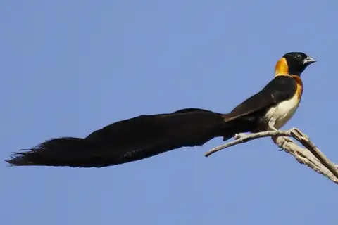 Exclamatory Paradise Whydah